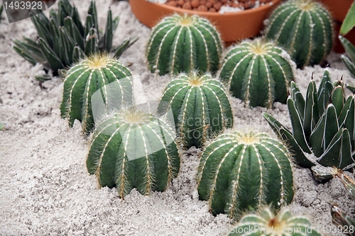 Image of Cactus