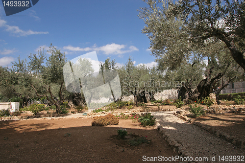 Image of Jerusalem-Garden of Gethsemane