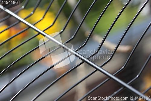 Image of brown canarie bird