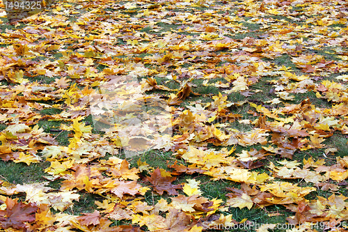 Image of autumnal foliage