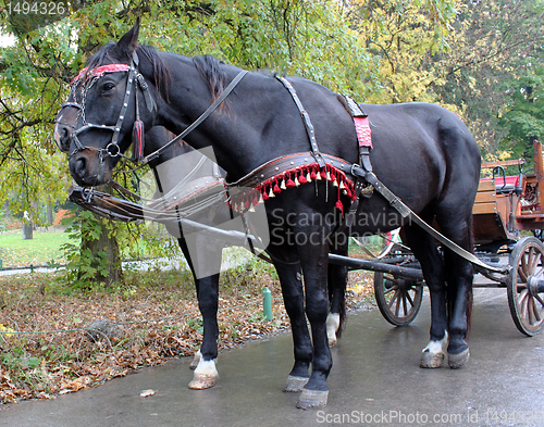 Image of coal black horses