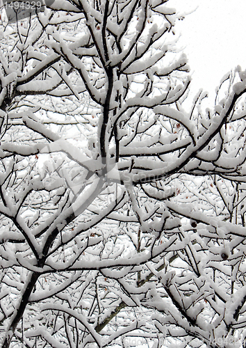 Image of winter