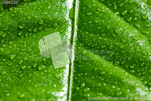 Image of wet green leaf