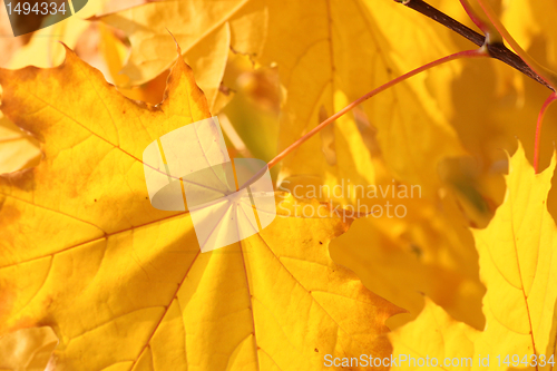Image of maple tree foliage