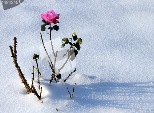 Image of rose in snow