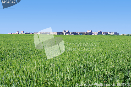 Image of town behind wheat field