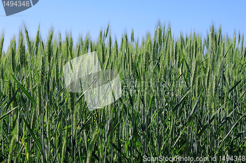 Image of wheat field