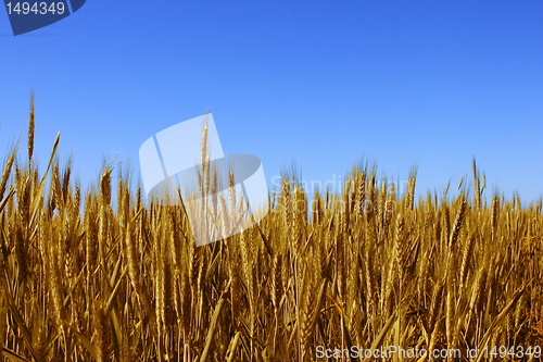 Image of wheat field