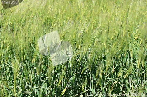 Image of wheat field