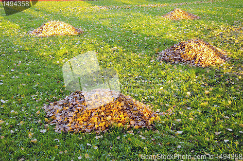 Image of Raken leaves piles in autumn yard. Garden cleaning