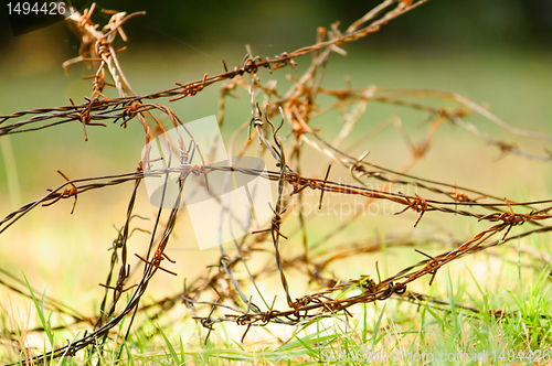 Image of Barbed wire over green grass