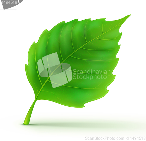 Image of Cool green leaf