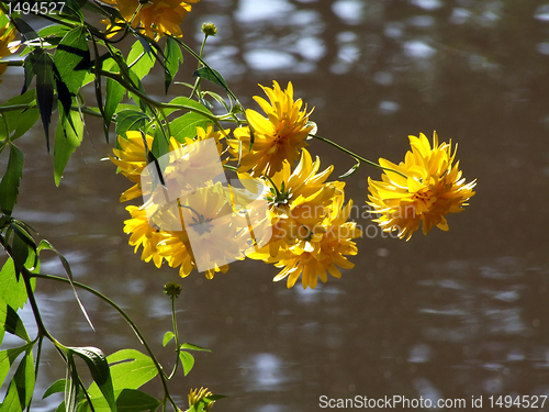 Image of Yellow flowers by the lake