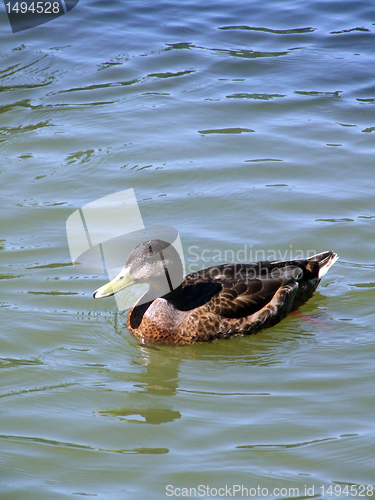 Image of Mallard on the lake