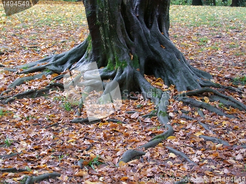 Image of Roots