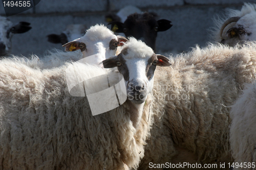 Image of Sheep