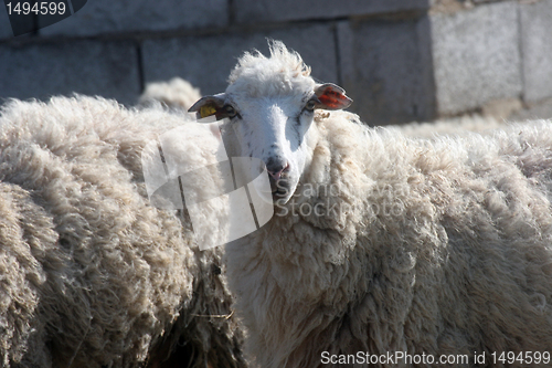 Image of Sheep