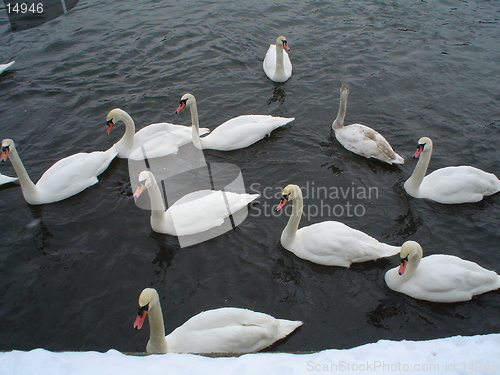 Image of Swans