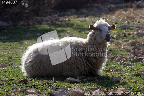 Image of Sheep