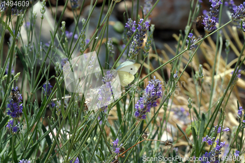 Image of White butterfly feeding on blue flowers