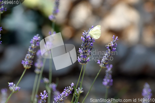 Image of White butterfly feeding on blue flowers