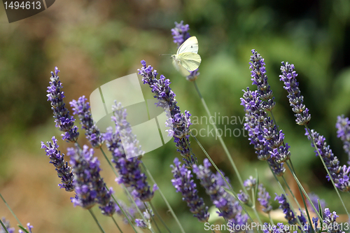 Image of White butterfly feeding on blue flowers