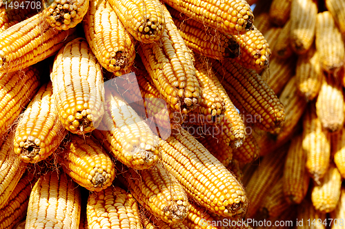 Image of Background of corn cobs