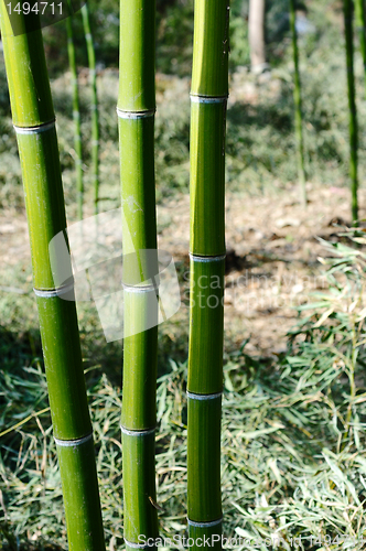 Image of Bamboo