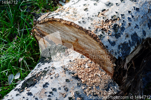 Image of Lumbered wood