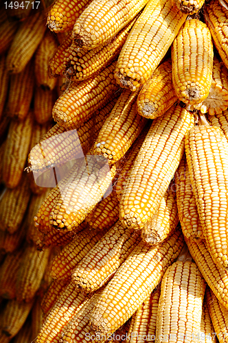 Image of Background of corn cobs
