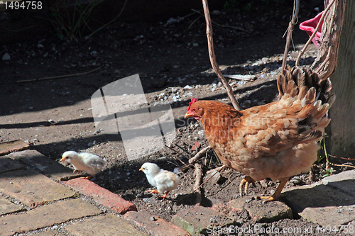 Image of Chicken feed their young chicks