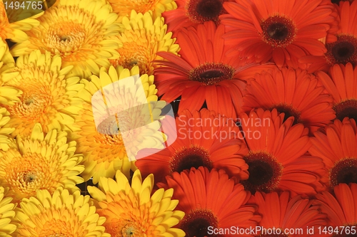 Image of Flowers