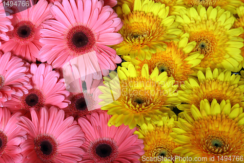 Image of Flowers