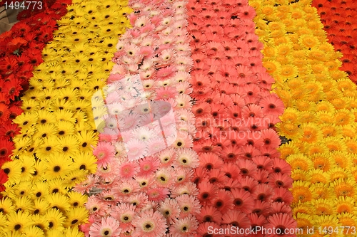 Image of Flowers