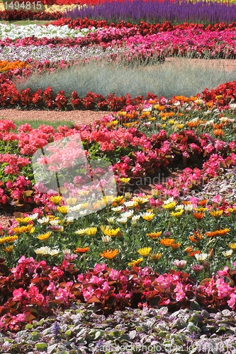 Image of Flowers in park