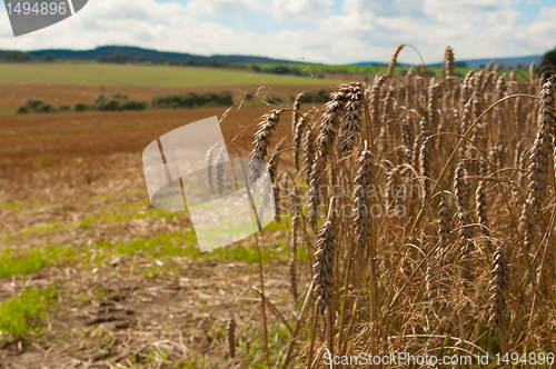 Image of Wheat