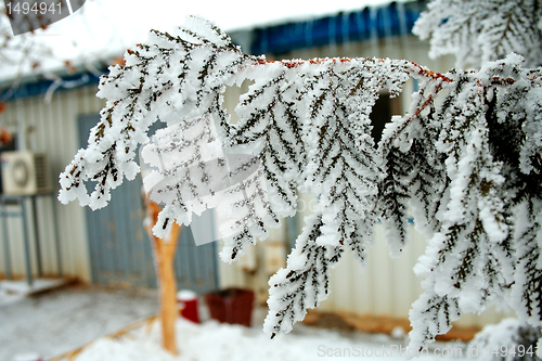 Image of Thuja covered with frost.