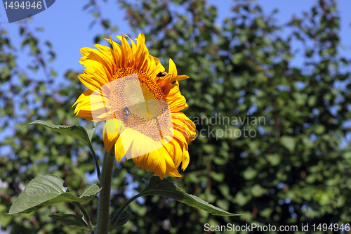 Image of sunflower 