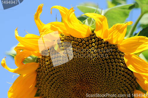 Image of sunflower