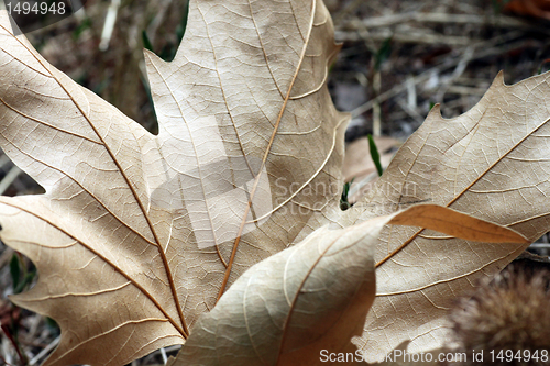 Image of dry maple leaf 