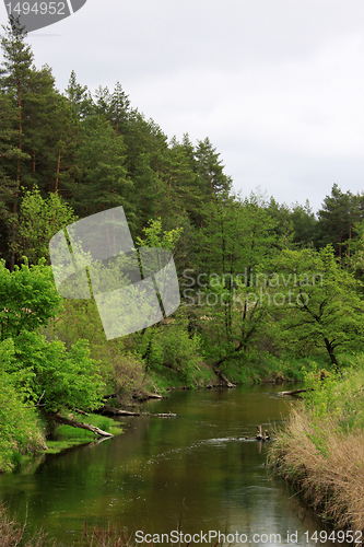 Image of forest near a river