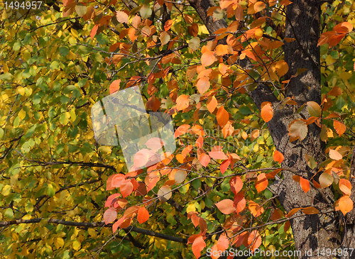 Image of autumnal colors