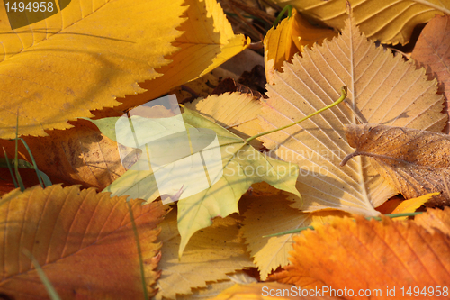 Image of yellow foliage