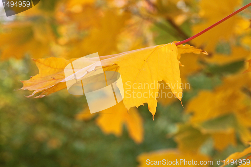 Image of yellow maple leaf