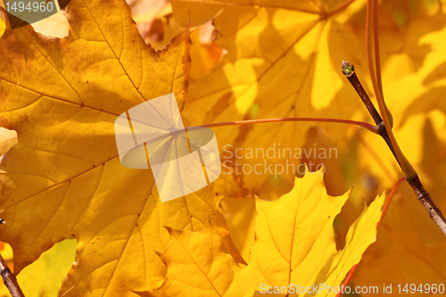 Image of maple tree