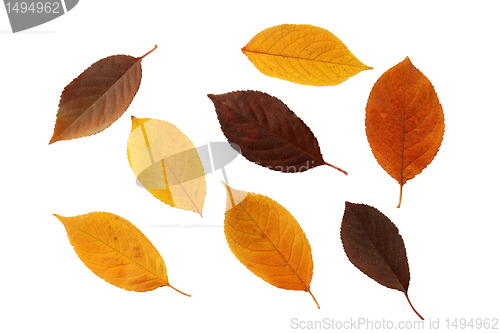 Image of set of autumnal leaves