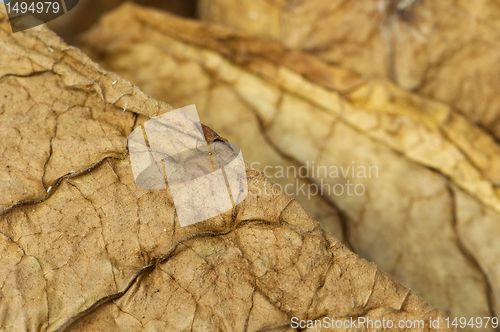 Image of Dried tobacco leaves