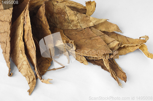 Image of Dried tobacco leaves