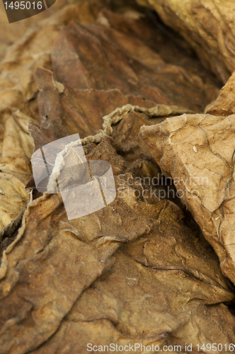 Image of Dried tobacco leaves