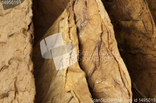 Image of Dried tobacco leaves